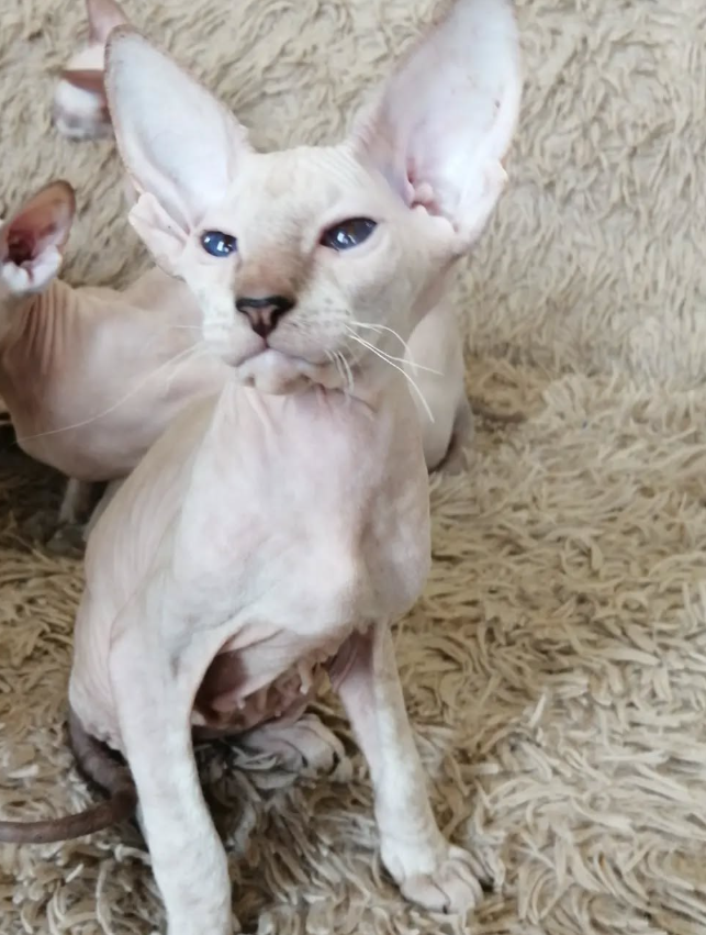 Iskander - Peterbald Kater - Image 2