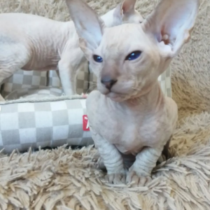 Iron - Peterbald Kater