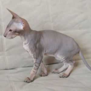 Michelle - Peterbald Kätzin