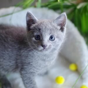 STELLA - Russisch Blau Kätzchen