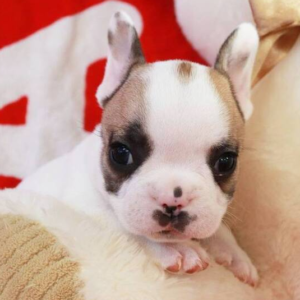 Ruger - Französische Bulldogge Rüde