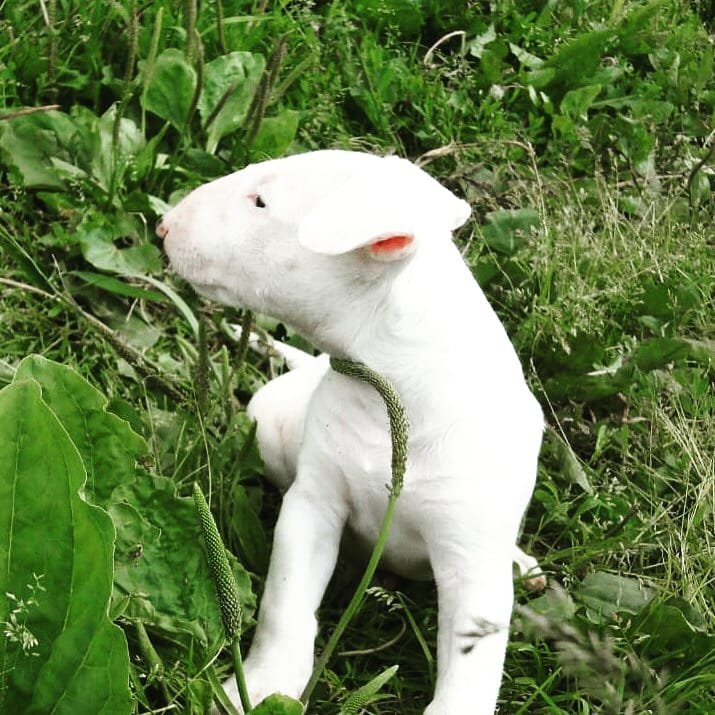 Sandi - Bullterrier Hündin