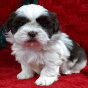 Ethan - Shih Tzu Rüdenwelpe