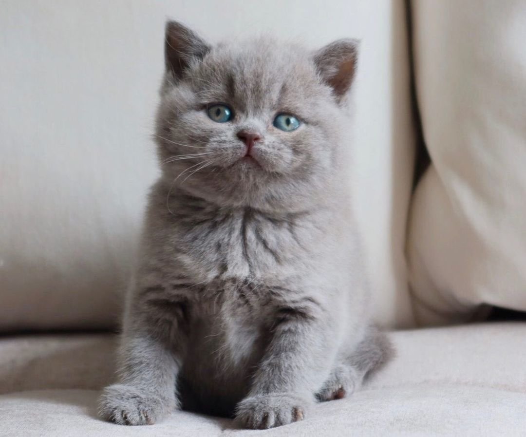 Molly - Britisch Kurzhaar Kätzchen (Weiblich) - Image 2