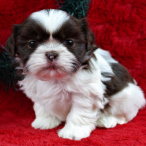 Frank - Shih Tzu Rüdenwelpe