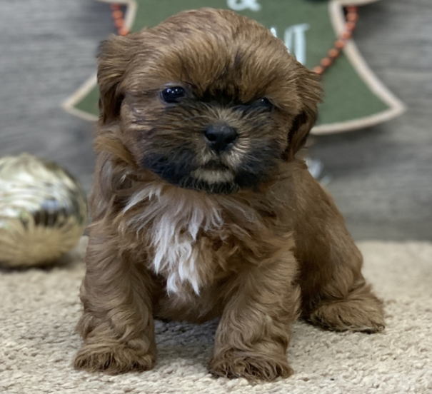 Mia - Shih Tzu Hündin