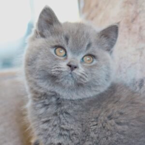 Baloo - Britisch Kurzhaar Kater