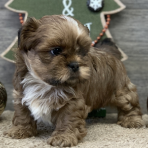 Lionel - Shih Tzu Rüdenwelpe