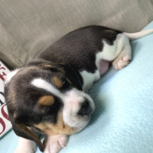 Kimba - Beagle Rüdenwelpe