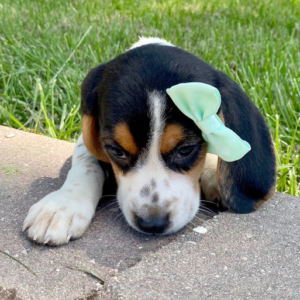 Lydia - Beagle Hündin