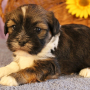 Poppy - Lhasa Apso Hündin