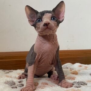 Lizzy - Sphynx Katzenwelpe (Weiblich)