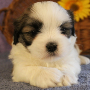 Paisley - Lhasa Apso Hündin
