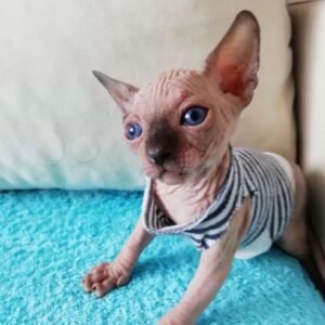 Owen - Sphynx Kater