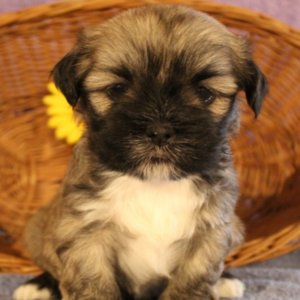 Parker - Lhasa Apso Rüdenwelpe