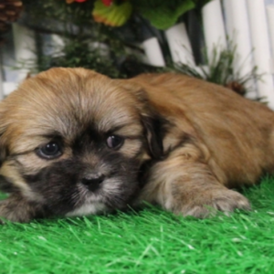 Kendra - Lhasa Apso Hündin