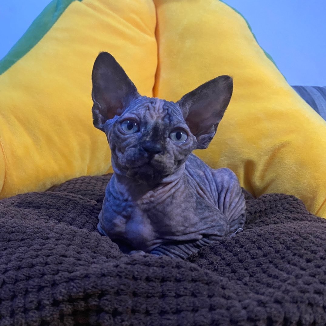 Lilla - Sphynx Katzenwelpe (Weiblich)