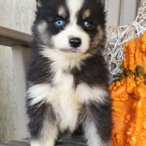 Heidi - Pomsky Hündin