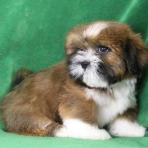 Elmo - Lhasa Apso Rüdenwelpe