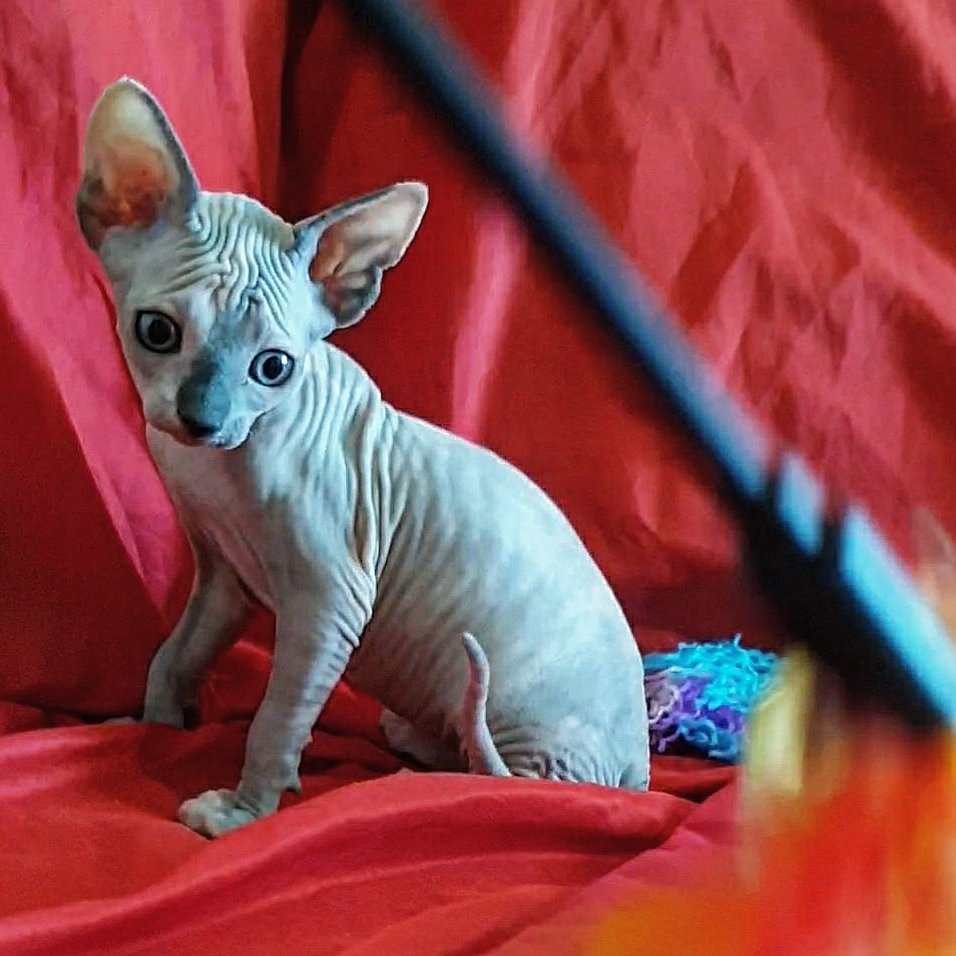 Jack - Sphynx Kater