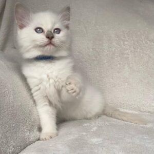 Preston - Ragdoll Kater