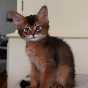 Salem - Männliches Somali Kätzchen