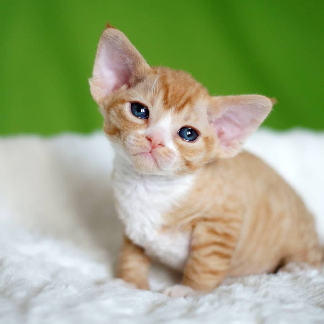 Stacy – Devon Rex Kätzchen (weiblich)