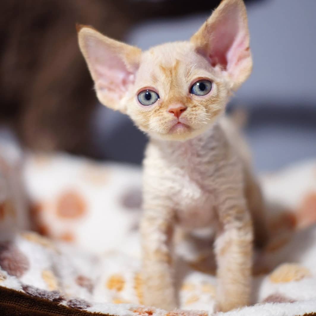 Oscar – Devon Rex Kätzchen (männlich)