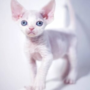 Oliver – Devon Rex Kätzchen (männlich)