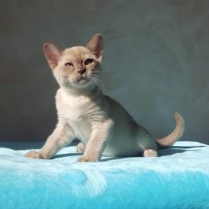 Hanna - Burma Kätzchen (Burmese Kitten) – Weiblich