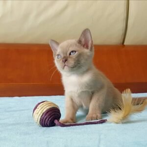 Garfield - Burma Kätzchen (Burmese Kitten) – Männlich