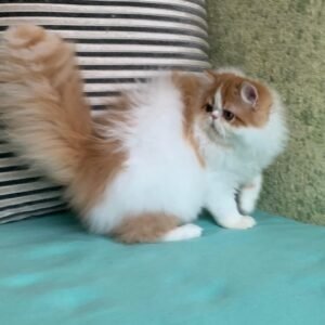 Taby - Weibliches Perserkätzchen (Red Tabby)