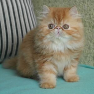 Kali - Männliches Perserkätzchen (Blue Point)