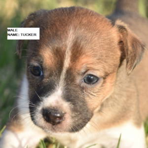 Tucker - Jack Russell Terrier Rüdenwelpe