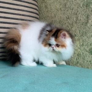 Khaleesi - Weibliches Perserkätzchen (Silver Shaded)