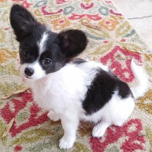 Rusty - Chihuahua Rüde