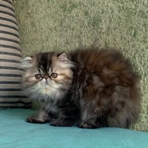 Gazoo - Männliches Perserkätzchen