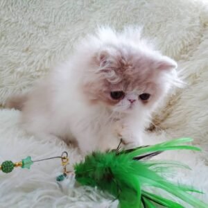 Louis - Männliches Perserkätzchen