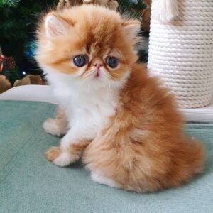 Gracie - Weibliches Perserkätzchen