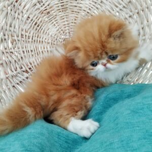Fred - Männliches Perserkätzchen