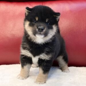 Mandy - Shiba Inu Hündin