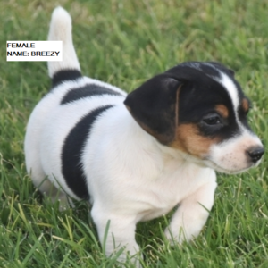 Breezy - Jack Russell Terrier Hündin