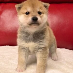 Jabu - Shiba Inu Rüdenwelpe