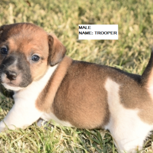 Trooper - Jack Russell Terrier Rüdenwelpe (Zwergpinscher)