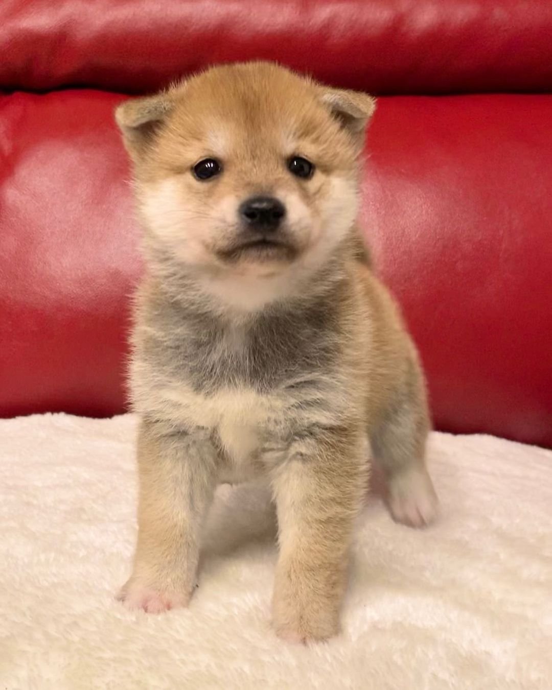 Jabu - Shiba Inu Rüdenwelpe