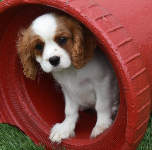 Jazz - Cavalier King Charles Spaniel Rüdenwelpe