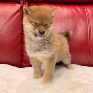 Keila - Shiba Inu Hündin