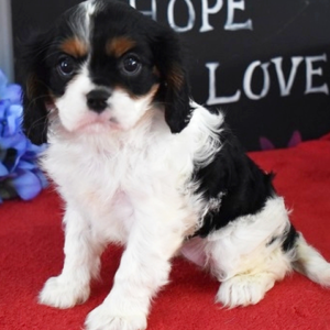 Glory - Cavalier King Charles Spaniel Hündin