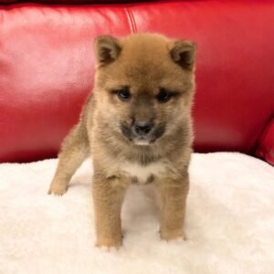 Alex - Shiba Inu Rüdenwelpe