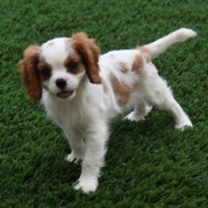 Reese - Cavalier King Charles Spaniel Rüdenwelpe